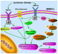 Check spelling or type a new query. Pharmaceutics Free Full Text Transient Receptor Potential Vanilloid In The Brain Gliovascular Unit Prospective Targets In Therapy Html