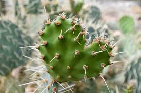 An expert explains how a cactus can survive for years between rainstorms by living off the water it stores. How Has Hot Desert Vegetation Adapted To The Climate Internet Geography