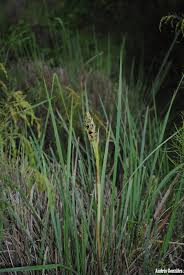 Image result for Orthochilus ruwenzoriensis