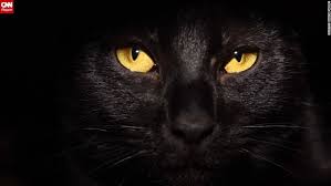This is not unusual, and is most often seen in white cats, but can be seen in. Why Do Some Black Cats Have Orange Eyes Quora