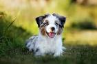 5 Things to Know About Miniature American Shepherds