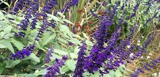 Maybe you would like to learn more about one of these? Perennials A Z The Diggers Club