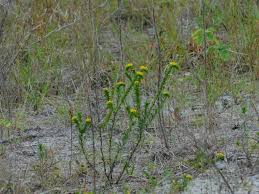 Image result for Euploca katangensis