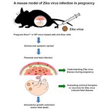 Lecture 19 placentation and maternal recognition of pregnancy. Zika Virus Infection During Pregnancy In Mice Causes Placental Damage And Fetal Demise Cell