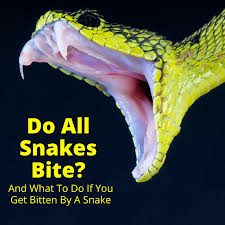 A reaction from a western hognose snake bite is very unlikely to involve a trip to the er and any swelling or pain should disappear with a day or two. Do All Snakes Bite And What To Do If You Get Bitten My Snake Pet