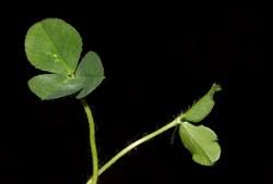 Image result for Trifolium semipilosum