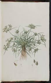 Image result for Fimbristylis dichotoma
