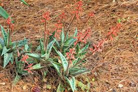 Image result for Aloe canis