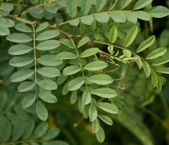 Image result for Indigofera lupatana
