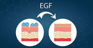 Yếu tố tăng trưởng biểu bì EGF | Mediworld