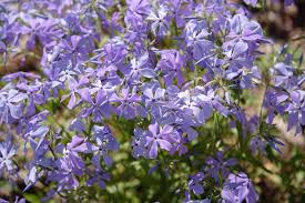 The fragrant pink flowers of this woodland phlox will last for weeks in spring, dancing above the miniature, light green foliage on 6″ stems. Woodland Phlox Plant Care Growing Guide