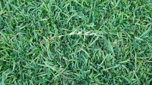 We did not find results for: Campbell Vaughn Centipede Grass Is Low Maintenance Not No Maintenance