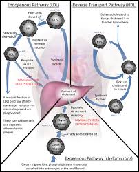 Lipoprotein Wikipedia