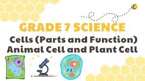 There are other distinct differences between plant and animal cells. Cells Parts And Functions Plant And Animal Cell Grade 7 Science Deped Melc Quarter 2 Module 4 Youtube
