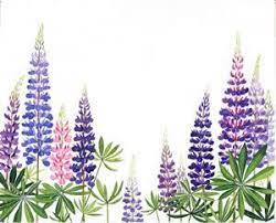 Title Page For Miss Rumphius Barbara Cooney Bowdoin College Museum Of Art Collections Flower Painting Lupine Flowers Watercolor Flowers