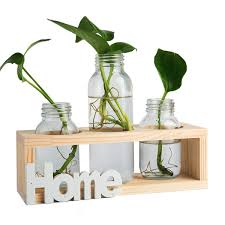 Ampia disponibilità di piante grasse e succulente: Vasi Cilindro Di Vetro Vaso Di Vetro Desktop Bulbiera Con Retro In Legno Massello Stand Per Piante Idroponiche Arredamento Giardino Di Casa Love Casa E Cucina Decorazioni Per Interni Nsb Group Com