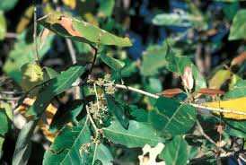 Image result for Heritiera