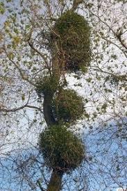 Image result for Agelanthus sansibarensis