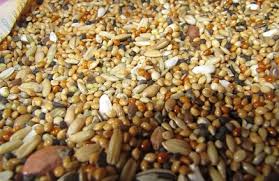 Il mais al burro è quello che fa per voi: Quali Cereali Possono Essere Somministrati Ai Conigli Qual E Il Cereale Migliore Per I Conigli E Come Preparare La Miscela Di Cereali Integratori Vitaminici E Minerali Per Una Crescita Rapida