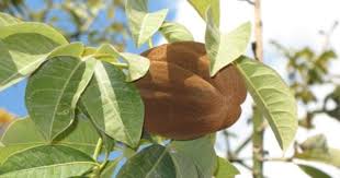 Pin On Exotic Fruits Other Super Foods