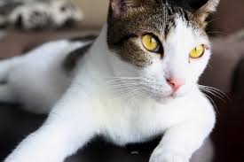 Website by visit the rock paper simple website. Cats Windham County Humane Society