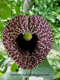 Image result for Aristolochia heppii