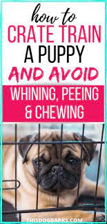 Crate Training A Puppy Whining Peeing Chewing Solved Puppy Training Crate Training Puppy Puppy Whining