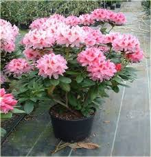 Rododendron Wielkokwiatowy Cosmopolitan Rhododendron Cosmopolitan Trees To Plant Plants Garden Planters