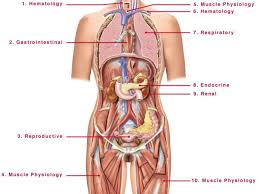 Gastrointestinal tract and associated organs. Pin On Human Anatomy Organs