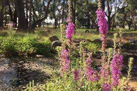 Image result for Wahlenbergia paludicola