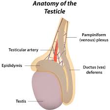 Pin On Human Body Anatomy
