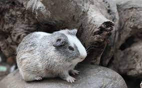Can I Leave My Guinea Pig Alone For One Week