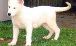 I have male puppies remaining. White German Shepherd Pups For Sale In Simcoe Ontario Nice Pets Online