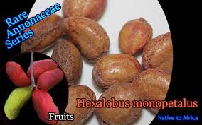 Image result for Hexalobus monopetalus