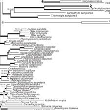 Image result for Phragmanthera crassicaulis