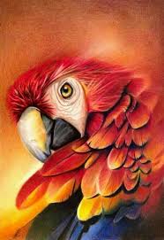 Pin Oleh Nicky Nicky Di Parrots Drawing Pencil Hewan Pensil Warna Burung Cantik