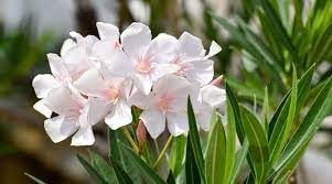 It's likely that you have a number of these at home. My Dog Just Ate An Oleander Bush Are Oleanders Toxic To Dogs