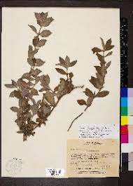 Image result for Hexasepalum sarmentosum