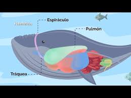 Generalmente se presenta en animales que viven en zonas o áreas húmedas o acuáticas. Que Tipo De Respiracion Tienen Las Ballenas Youtube