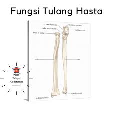 By adminposted on march 13, 2021march 14, 2021. Fungsi Tulang Telapak Kaki Struktur Gejala Penyakit Dan Fungsi Utama