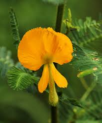 Image result for Aeschynomene mossoensis