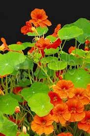 Pin On Flowers And Plants That I Have And Or Want