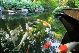Or, at least the selected fish can thrive at the ambient temperature for koi. Koi Ponds And Water Gardens Water Features By Aquascape