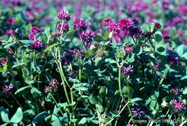 Image result for Trifolium masaiense