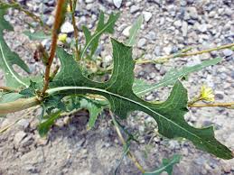 Image result for Lactuca setosa