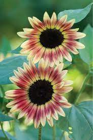 Big And Small Sunflower Varieties Different Sunflower Sizes Hgtv Sunflower Colors Pink Sunflowers Annual Flowers