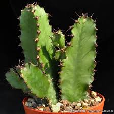 Image result for Euphorbia confinalis