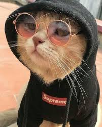 Funny cat dabbing cartoon wearing sunglasses, hat, and gold necklace premium vector a year ago. 27 Images About Cats With Glasses On We Heart It See More About Cat Animal And Aesthetic