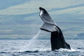 They can eat over 4 tons of krill a day! Fact Or Fluke Maui Ocean Center