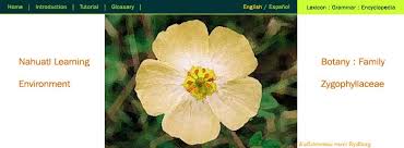 Image result for Zygophyllaceae